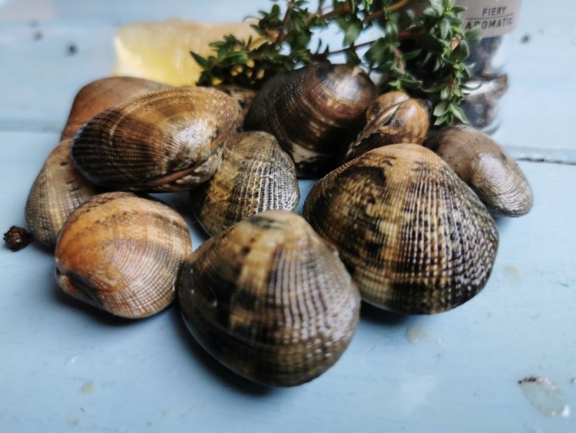 Grooved carpet shell (Vongole)