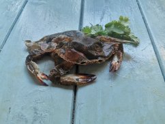 Softshell krab 70-90g