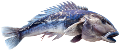 Gutted New Zealand Blue Cod 0,5-1kg