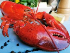 Boiled lobster 0,7 - 0,8kg