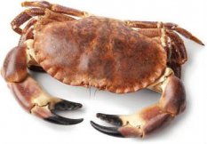 Edible crab 700-900g