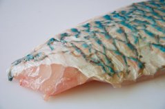 Parrot fish fillet with skin