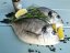 Wild Gilthead seabream 800-1000g