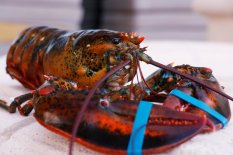 Live Lobster 800 - 900g