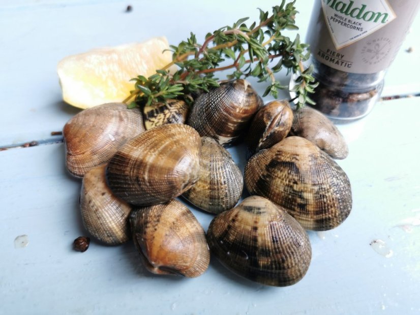 Tapeska křížová (Vongole)