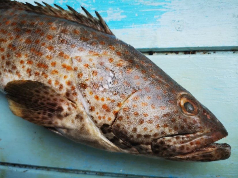 Kanic hnědý 1,5-3kg - Přejete si odstranit šupiny?: ano