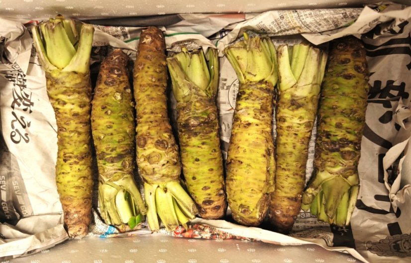 Wasabi kořen 110-180g