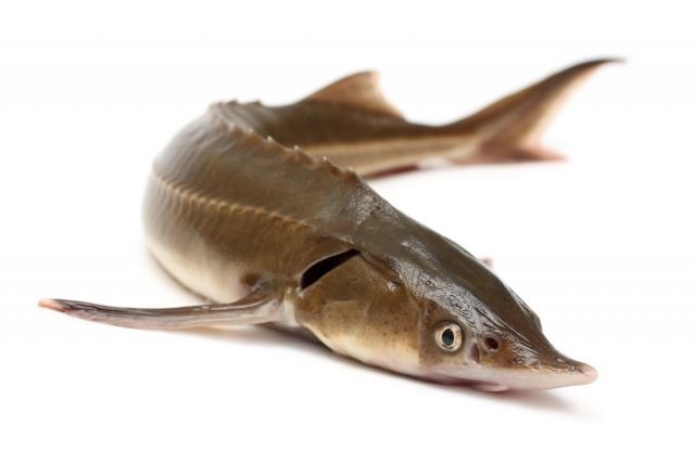 Siberian sturgeon 3-10kg - Do you want to gut the fish?: no