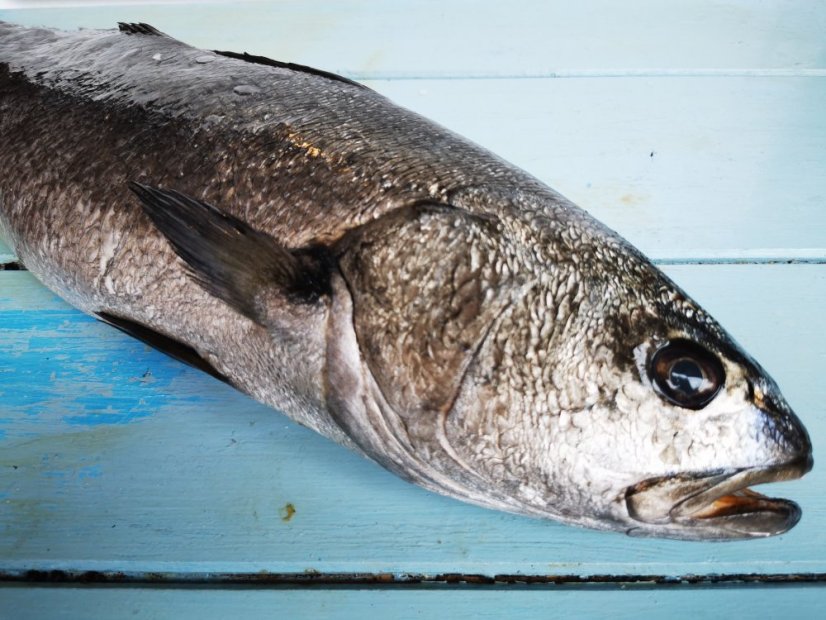 Meagre 2-3kg