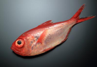 Pilonoš rudý (Alfonsino) filet 200-300g