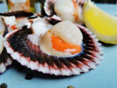 Saint Jacobs Scallops with shell (about 50-80g/pc)