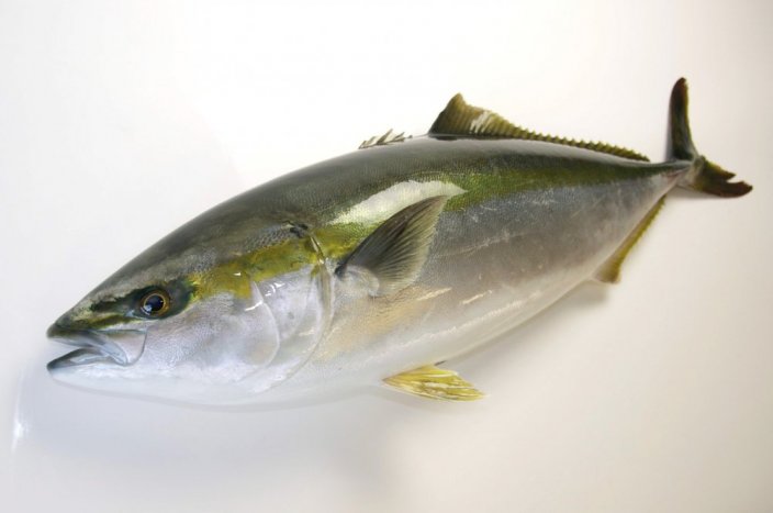 The yellowtail amberjack (Kingfish) 1-2kg - Do you want to gut the fish?: no, Do you want to remove the scales?: yes, Do you want to vacuum the fish?: yes
