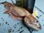 Arctic char 1000g+ - Do you want to remove the scales?: no