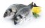 Wild Gilthead seabream 800-1000g
