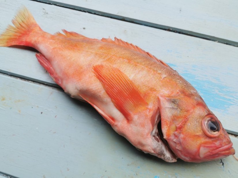 Redfish 0,8-1,2kg - Do you want to gut the fish?: yes, Do you want to remove the scales?: no