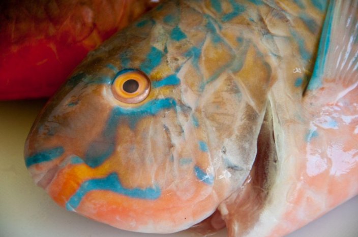Parrotfish 2-5kg - Do you want to remove the scales?: yes