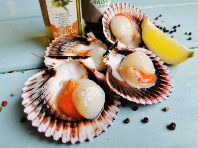 Saint Jacobs Scallops with shell (about 50-80g/pc)