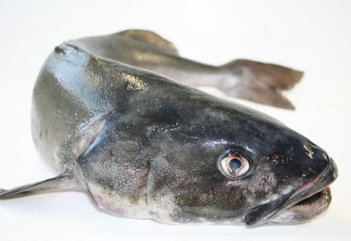 Chmurnatka tmavá (Black Cod) filet s kůží 400-600g - Přejete si rybu stáhnout z kůže?: ano