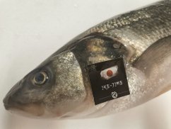 Ike-jime Mořský vlk divoký 1,8 - 2,5kg