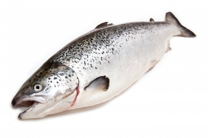 Organic atlantic salmon gutted 5-6kg - Do you want to remove the scales?: no