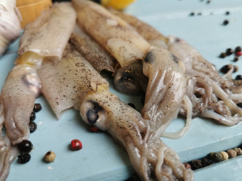 Small california squid  16-25pcs/kg