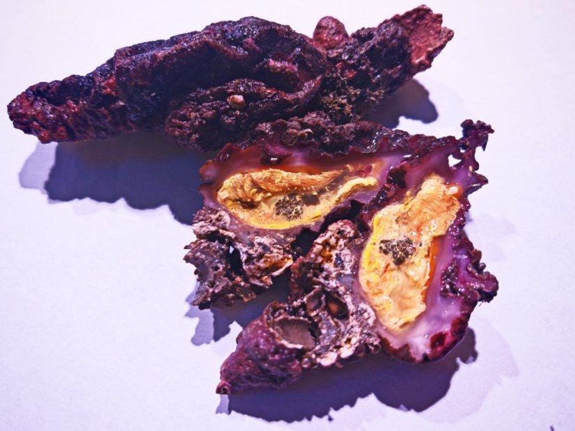 Sumka jedlá (Violet de Mer)