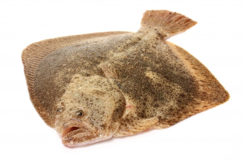 Turbot 3-4kg