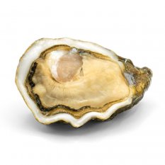 Oyster  KYS Baby N.5 (special)